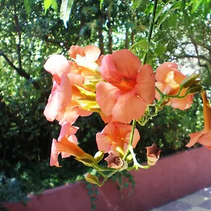 Staggia Σάμη